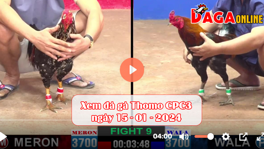 Xem đá gà Thomo CPC3 ngày 15-01-2024