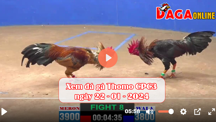 Xem đá gà Thomo CPC3 ngày 22-01-2024