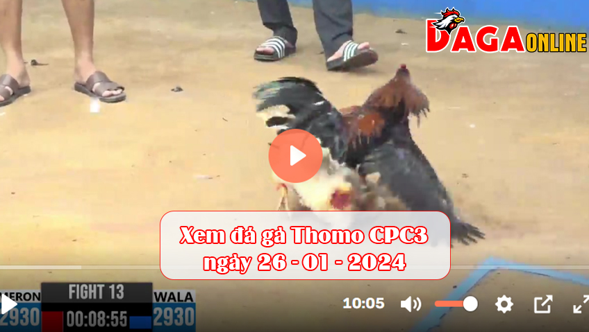 Xem đá gà Thomo CPC3 ngày 26-01-2024