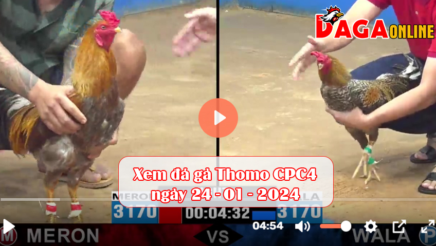 Xem đá gà Thomo CPC4 ngày 24-01-2024