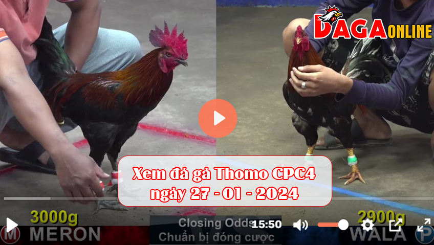 Xem đá gà Thomo CPC4 ngày 27-01-2024