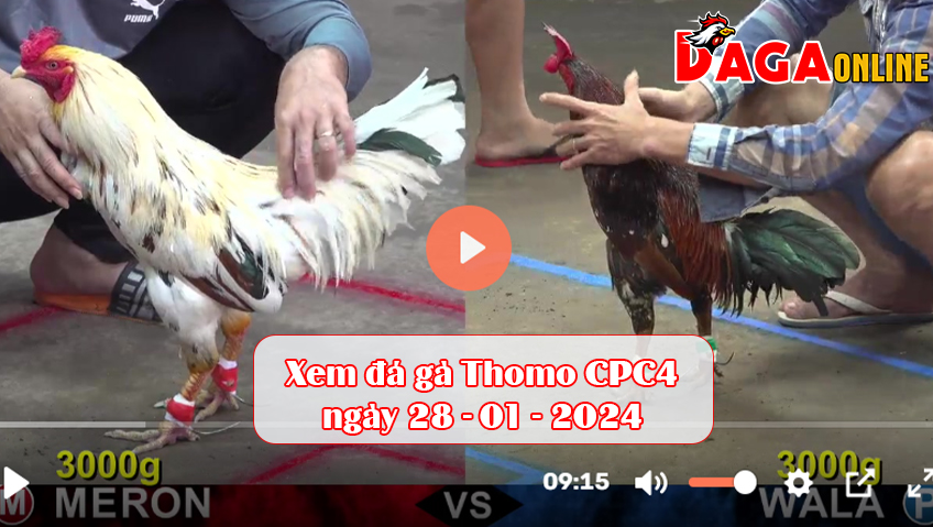 Xem đá gà Thomo CPC4 ngày 28-01-2024