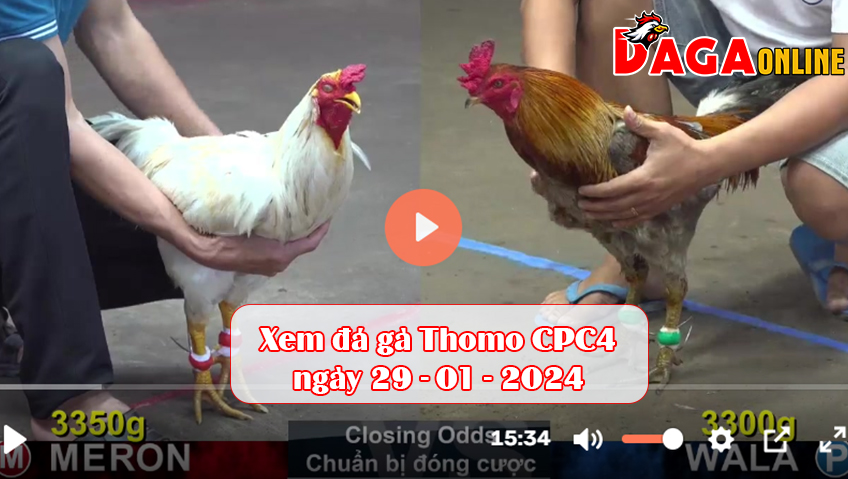 Xem đá gà Thomo CPC4 ngày 29-01-2024