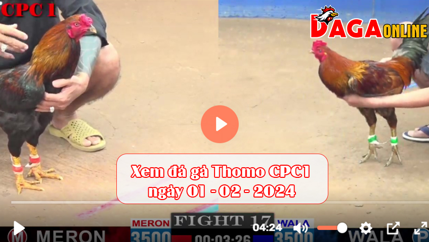 Xem đá gà Thomo CPC1 ngày 01-02-2024