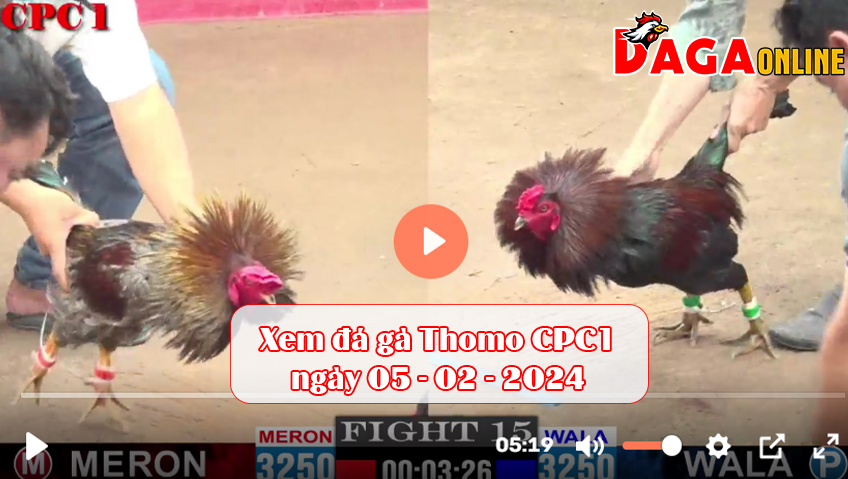 Xem đá gà Thomo CPC1 ngày 05-02-2024