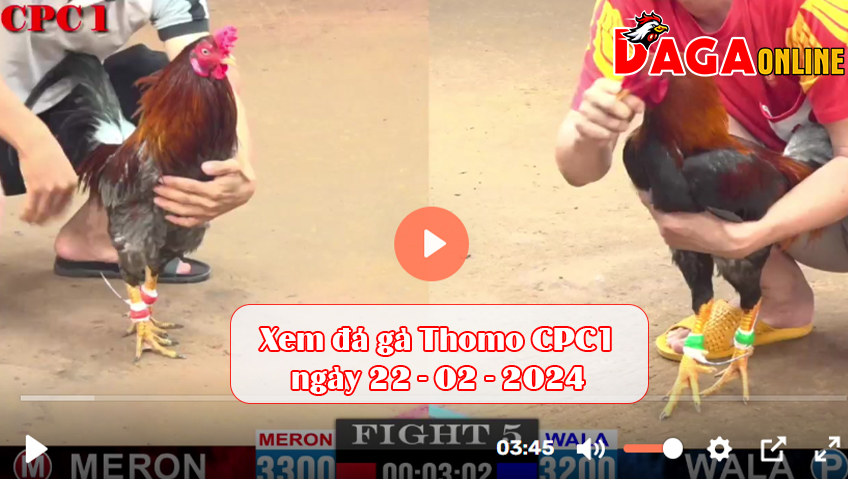 Xem đá gà Thomo CPC1 ngày 22-02-2024