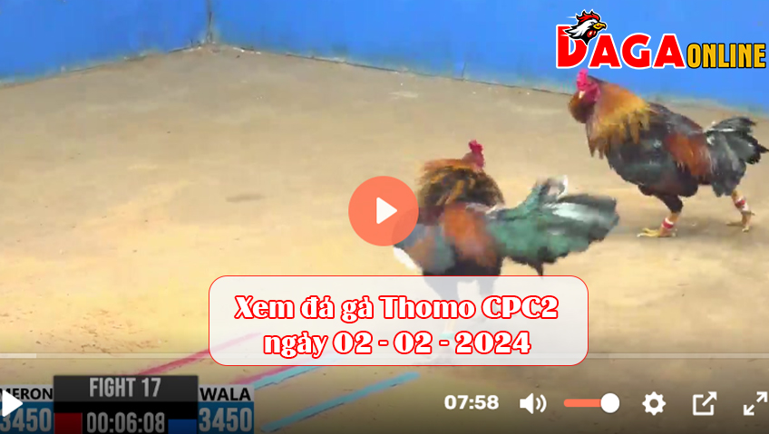 Xem đá gà Thomo CPC2 ngày 02-02-2024