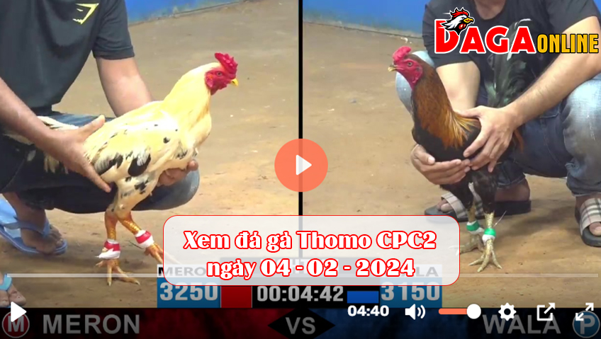 Xem đá gà Thomo CPC2 ngày 04-02-2024