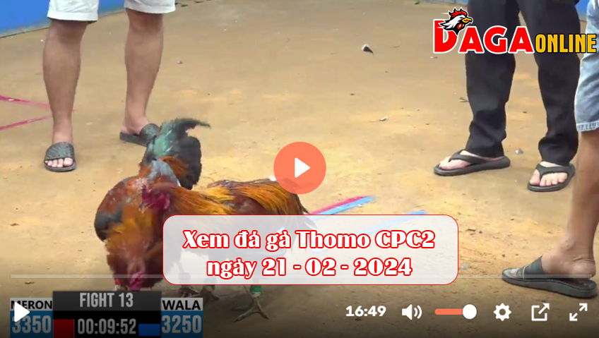 Xem đá gà Thomo CPC2 ngày 21-02-2024