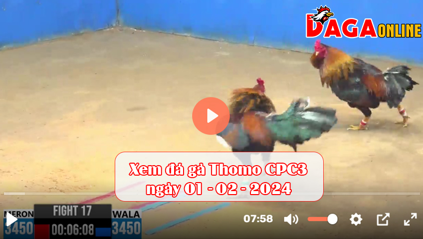 Xem đá gà Thomo CPC3 ngày 01-02-2024