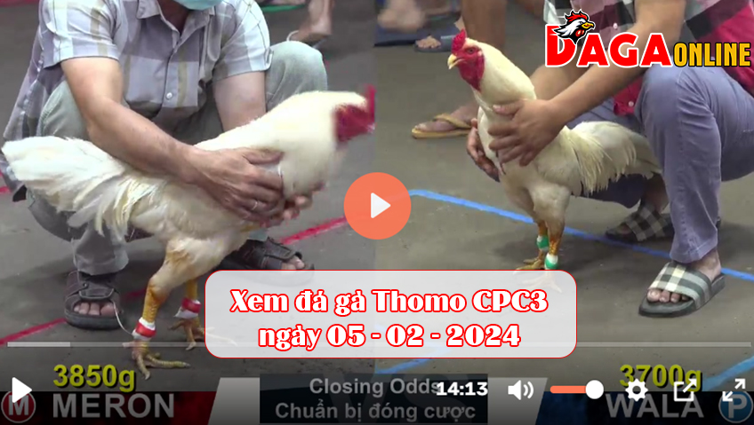 Xem đá gà Thomo CPC3 ngày 05-02-2024