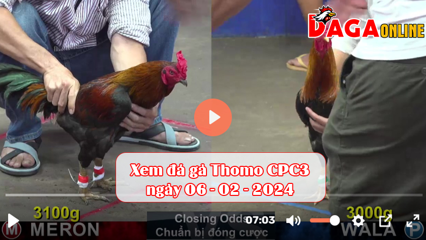 Xem đá gà Thomo CPC3 ngày 06-02-2024