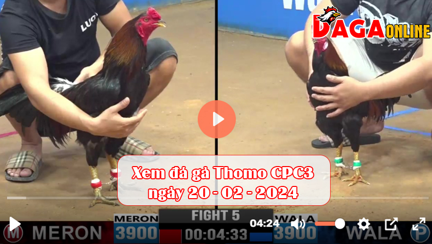 Xem đá gà Thomo CPC3 ngày 20-02-2024