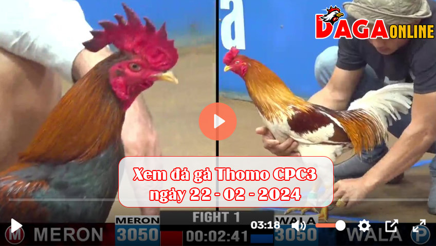 Xem đá gà Thomo CPC3 ngày 22-02-2024