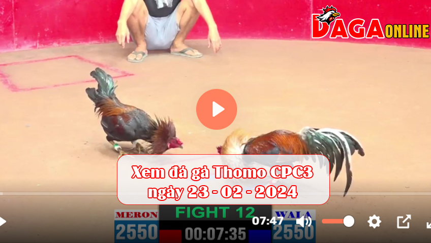 Xem đá gà Thomo CPC3 ngày 23-02-2024