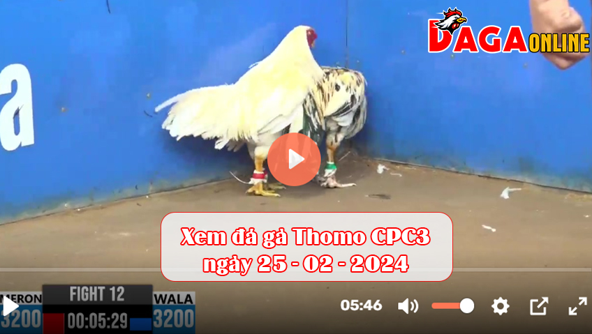 Xem đá gà Thomo CPC3 ngày 25-02-2024