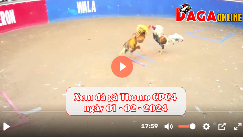 Xem đá gà Thomo CPC4 ngày 01-02-2024