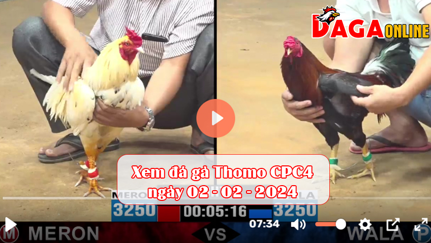 Xem đá gà Thomo CPC4 ngày 02-02-2024