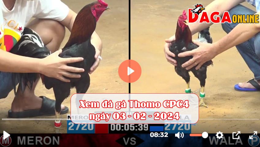 Xem đá gà Thomo CPC4 ngày 03-02-2024