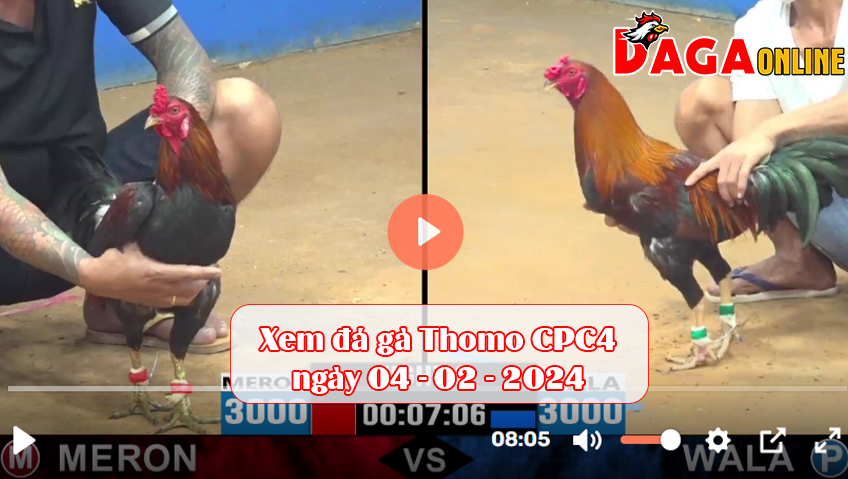 Xem đá gà Thomo CPC4 ngày 04-02-2024