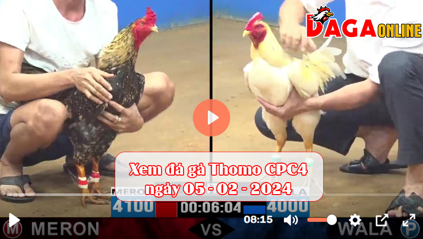 Xem đá gà Thomo CPC4 ngày 05-02-2024