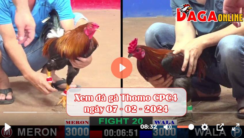 Xem đá gà Thomo CPC4 ngày 07-02-2024