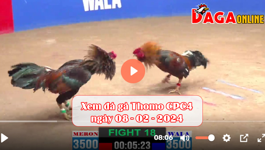 Xem đá gà Thomo CPC4 ngày 08-02-2024