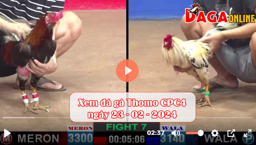 Xem đá gà Thomo CPC4 ngày 23-02-2024