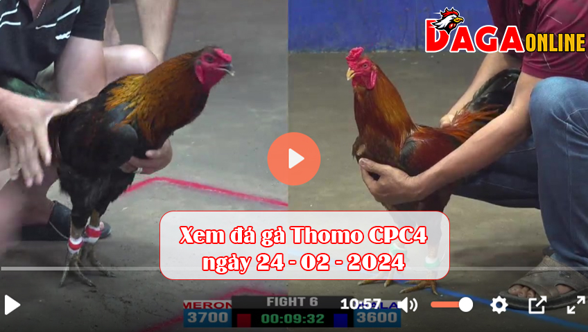 Xem đá gà Thomo CPC4 ngày 24-02-2024