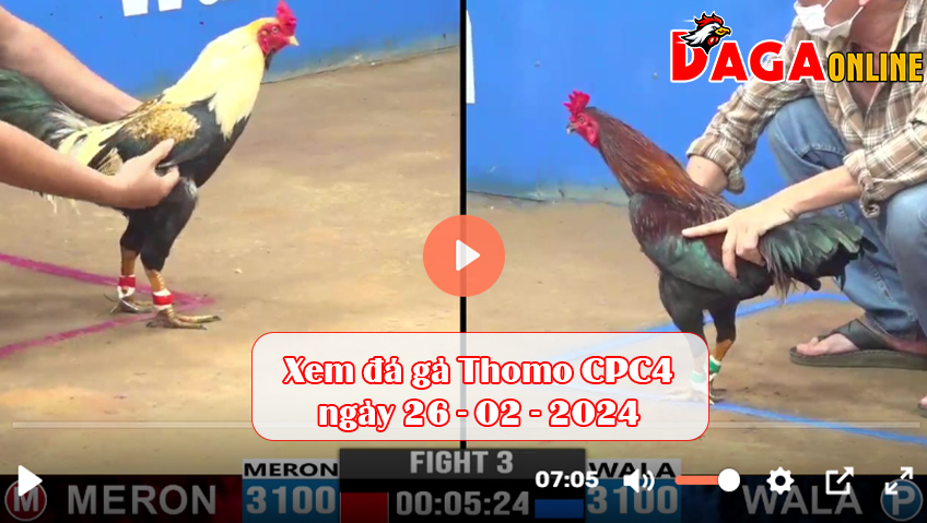 Xem đá gà Thomo CPC4 ngày 26-02-2024