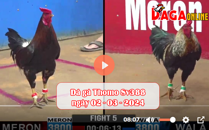 Đá gà Thomo Sv388 ngày 02-03-2024