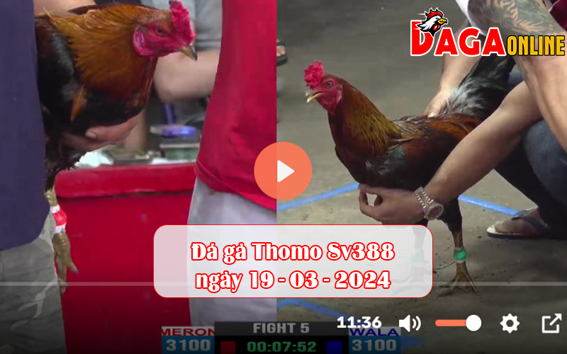 Đá gà Thomo Sv388 ngày 19-03-2024