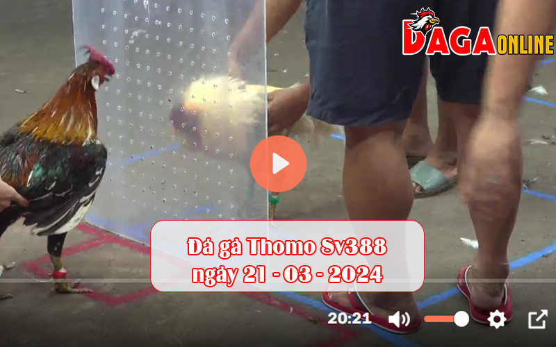 Đá gà Thomo Sv388 ngày 21-03-2024