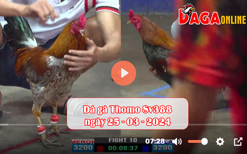 Đá gà Thomo Sv388 ngày 25-03-2024