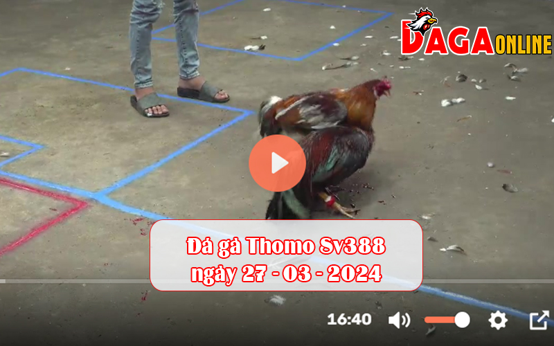 Đá gà Thomo Sv388 ngày 27-03-2024