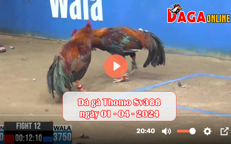 Đá gà Thomo Sv388 ngày 01-04-2024