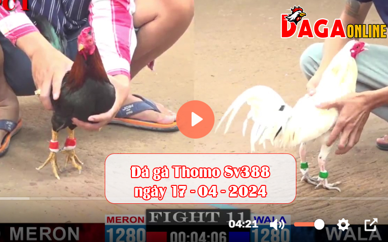 Đá gà Thomo Sv388 ngày 17-04-2024