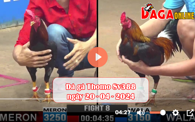 Đá gà Thomo Sv388 ngày 20-04-2024