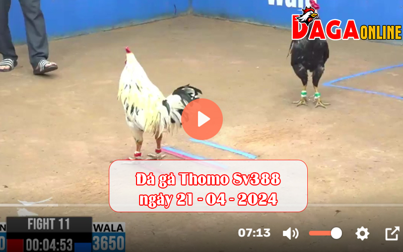 Đá gà Thomo Sv388 ngày 21-04-2024