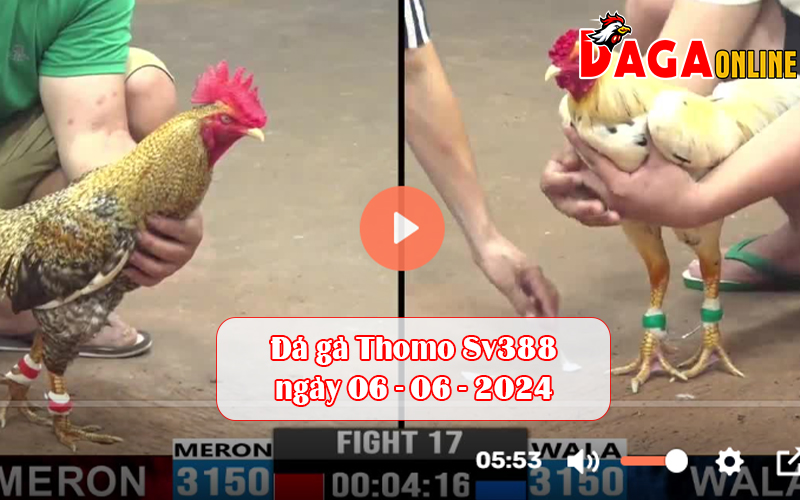 Đá gà Thomo Sv388 ngày 06-06-2024