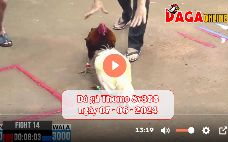 Đá gà Thomo Sv388 ngày 07-06-2024