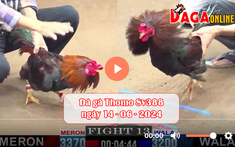 Đá gà Thomo Sv388 ngày 14-06-2024