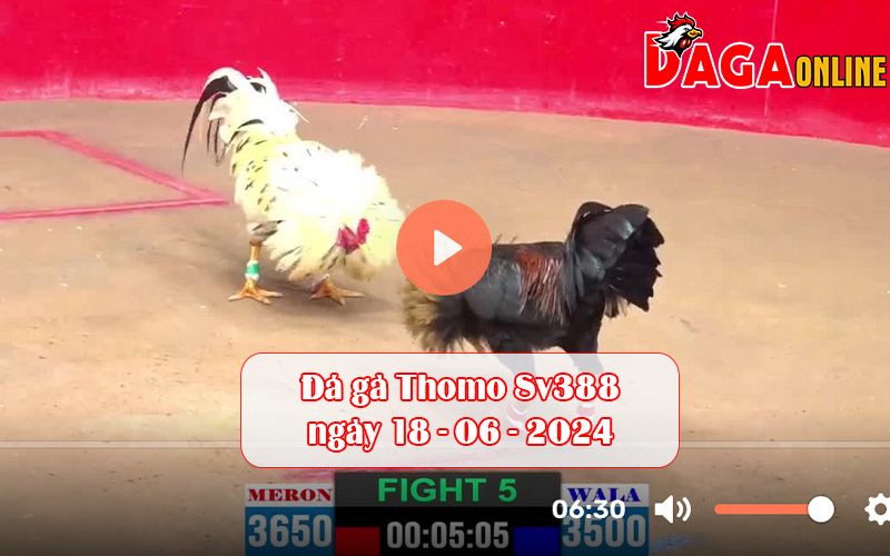 Đá gà Thomo Sv388 ngày 18-06-2024