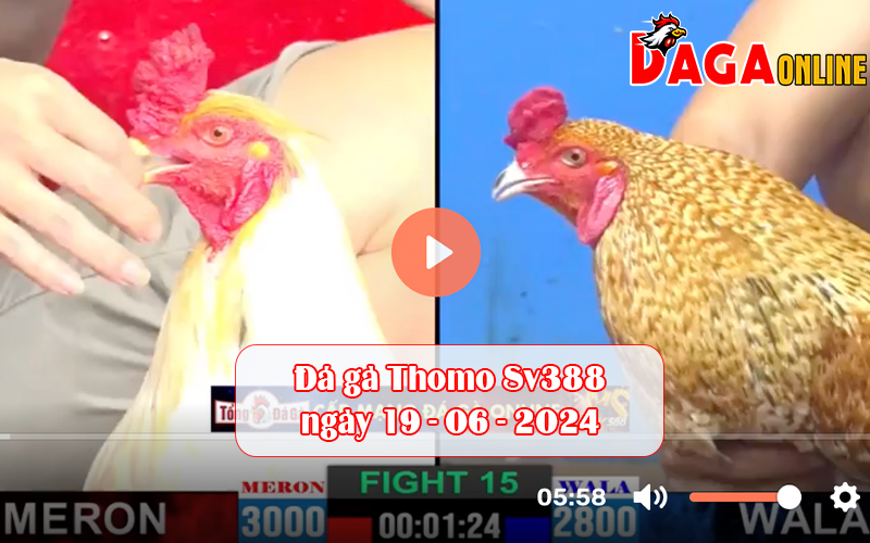 Đá gà Thomo Sv388 ngày 19-06-2024