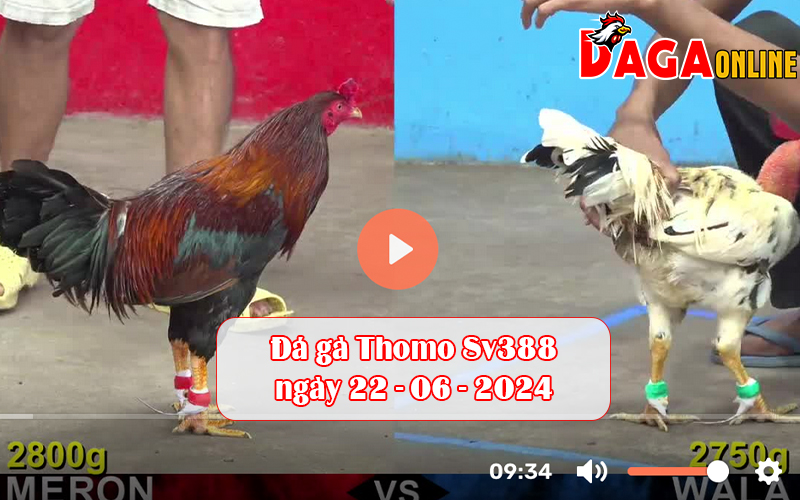 Đá gà Thomo Sv388 ngày 22-06-2024