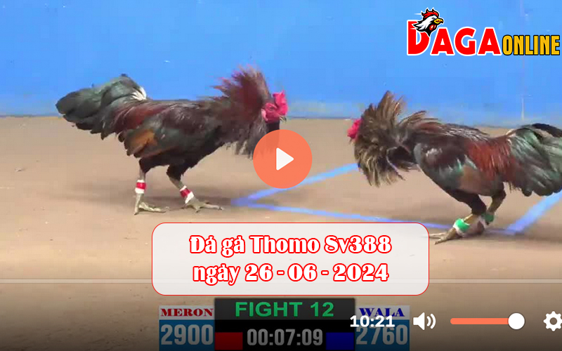 Đá gà Thomo Sv388 ngày 26-06-2024