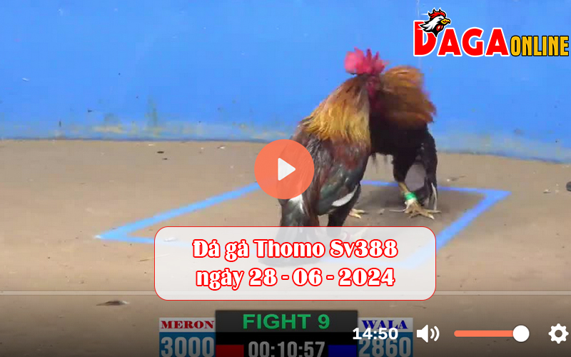 Đá gà Thomo Sv388 ngày 28-06-2024