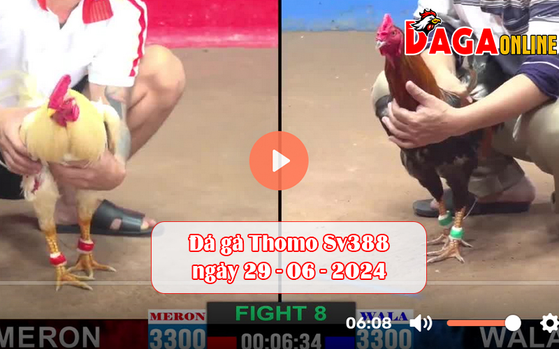 Đá gà Thomo Sv388 ngày 29-06-2024