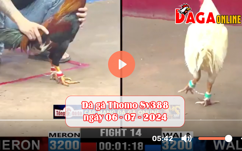 Đá gà Thomo Sv388 ngày 06-07-2024