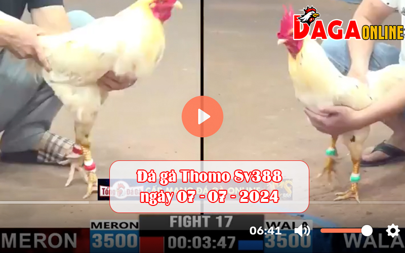 Đá gà Thomo Sv388 ngày 07-07-2024